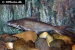 pangasius conchophilus pangasius conchophilus