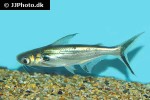 pangasius larnaudii pangasius larnaudii