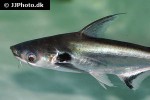 pangasius larnaudii pangasius larnaudii