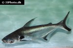pangasius larnaudii pangasius larnaudii