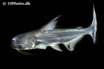 pangasius larnaudii pangasius larnaudii