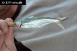 pangasius macronema pangasius macronema