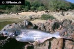 pangasius pangasius pangasius pangasius