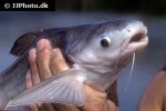 pangasius pangasius pangasius pangasius
