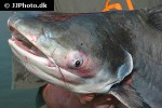 pangasius sanitwongsei pangasius sanitwongsei