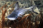 pangasius sanitwongsei pangasius sanitwongsei