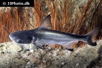 pangasius sanitwongsei pangasius sanitwongsei