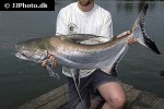 pangasius sanitwongsei pangasius sanitwongsei
