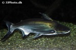 pangasius sanitwongsei pangasius sanitwongsei