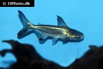 pangasius sanitwongsei pangasius sanitwongsei