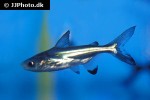 pangasius sanitwongsei pangasius sanitwongsei