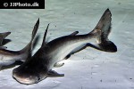 pangasius sanitwongsei pangasius sanitwongsei