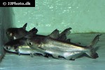 pangasius sanitwongsei pangasius sanitwongsei