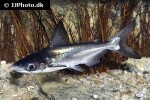 pangasius sanitwongsei pangasius sanitwongsei