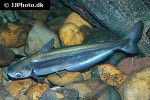 pseudolais pleurotaenia pseudolais pleurotaenia
