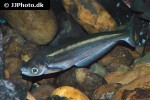 pseudolais pleurotaenia pseudolais pleurotaenia