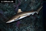 carcharhinus melanopterus