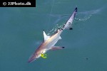 carcharhinus melanopterus