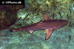 carcharhinus melanopterus