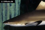 carcharhinus melanopterus