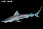 carcharhinus plumbeus