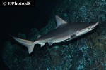 carcharhinus plumbeus