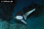 carcharhinus plumbeus