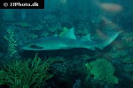 ginglymostoma cirratum