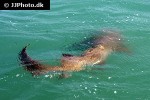 ginglymostoma cirratum ginglymostoma cirratum