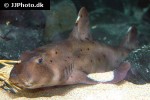 heterodontus francisci heterodontus francisci