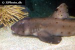 heterodontus francisci heterodontus francisci