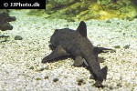 heterodontus francisci heterodontus francisci
