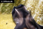 heterodontus portusjacksoni heterodontus portusjacksoni