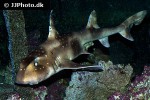 heterodontus ramalheira heterodontus ramalheira
