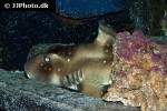 heterodontus ramalheira heterodontus ramalheira