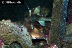 heterodontus ramalheira heterodontus ramalheira