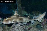 heterodontus ramalheira heterodontus ramalheira