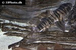 heterodontus zebra heterodontus zebra
