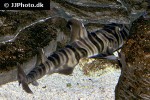 heterodontus zebra heterodontus zebra