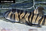 heterodontus zebra heterodontus zebra