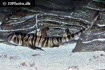 heterodontus zebra heterodontus zebra