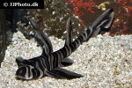 heterodontus zebra heterodontus zebra