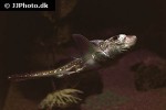 hydrolagus colliei hydrolagus colliei