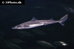 mustelus asterias mustelus asterias