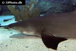 negaprion brevirostris negaprion brevirostris