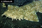 orectolobus maculatus orectolobus maculatus