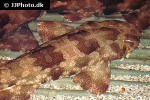 orectolobus maculatus orectolobus maculatus