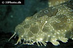 orectolobus maculatus orectolobus maculatus