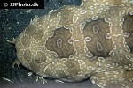orectolobus maculatus orectolobus maculatus