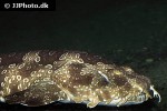 orectolobus maculatus orectolobus maculatus